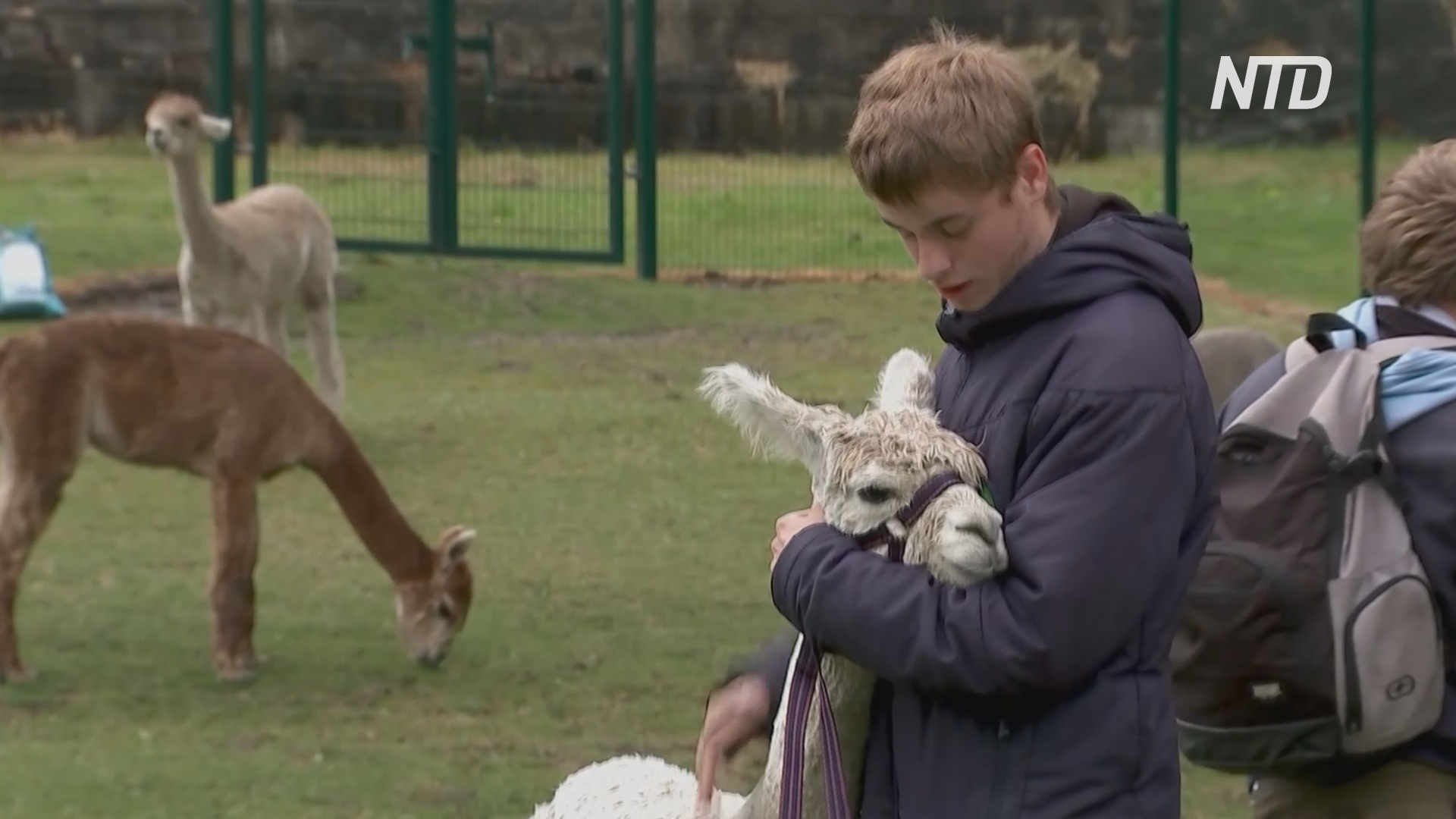 Козы и альпака помогают британским школьникам восстанавливать психическое здоровье