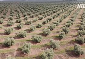 Древние оливковые рощи Андалусии надеются включить в список ЮНЕСКО