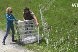В Швейцарии волонтёры помогают фермерам защитить скот от волков
