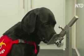 Найти COVID по запаху: как обучают британских собак-ищеек