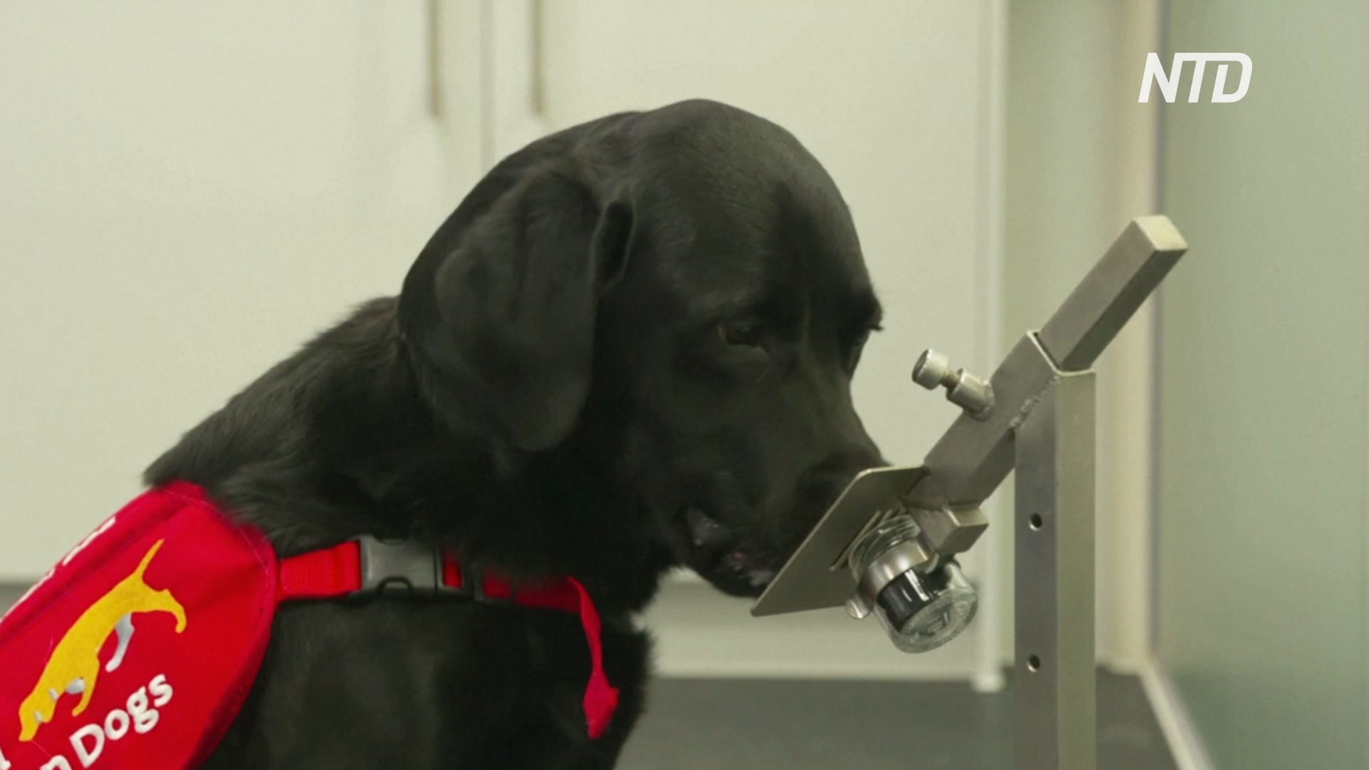 Найти COVID по запаху: как обучают британских собак-ищеек