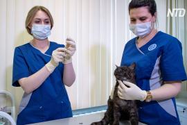 В России стартовала вакцинация домашних животных от COVID-19