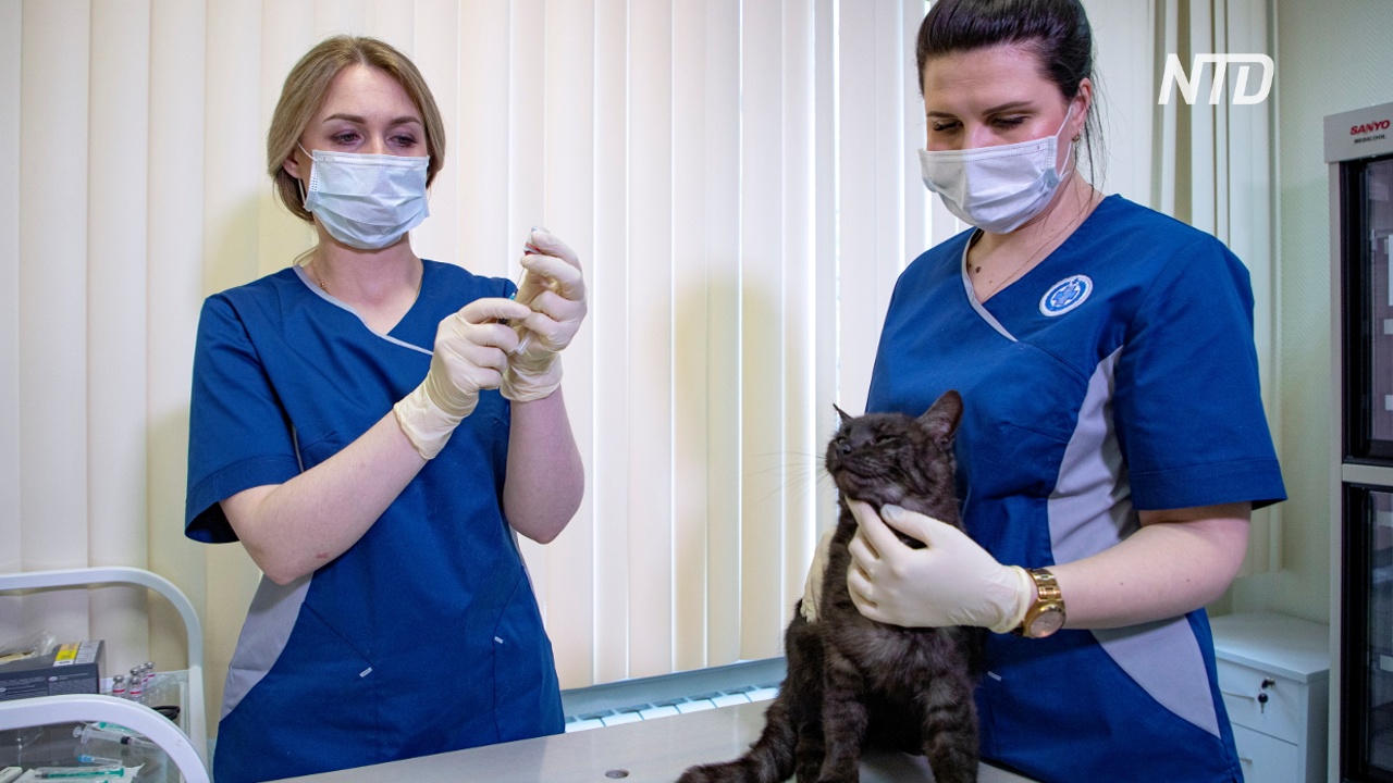 В России стартовала вакцинация домашних животных от COVID-19
