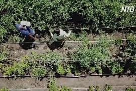 «Общественный огород» в Коста-Рике помогает жителям справиться с пандемией