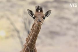 Французский зоопарк приветствует второго детёныша жирафа за год