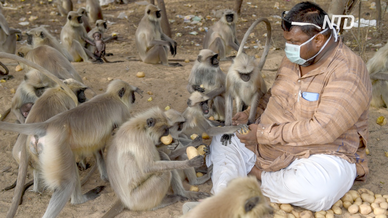 Индийцы подкармливают оголодавших во время локдауна обезьян