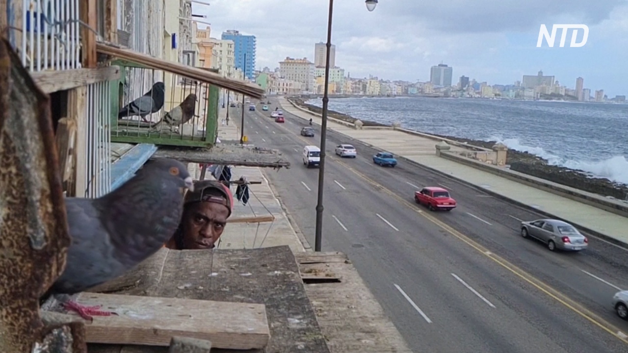Кубинцы разводят голубей, чтобы не чувствовать себя запертыми во время пандемии