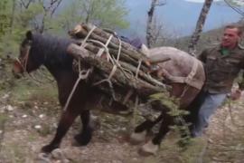 Итальянский дровосек и его мулы продолжают традицию перевозки дров