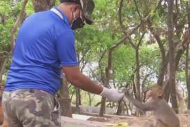 Индийские волонтёры кормят уличных собак, коров и обезьян