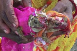 Зачем индийские фермеры женят лягушек