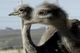 Как нелетающих птиц нанду снова возвращают в чилийскую Патагонию