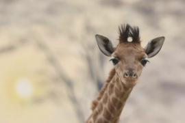 Второй жирафёнок за год: радостное пополнение в зоопарке Франции