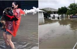 Кто помог животным, которых бросили люди во время наводнения