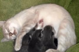 Мама-кошка приняла брошенных малышей (но не котят)