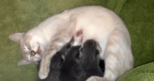 Мама-кошка приняла брошенных малышей (но не котят)