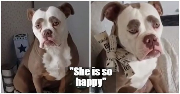 Новая самая грустная собака в Интернете. Видео
