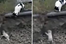 Как кошка спасала щенка