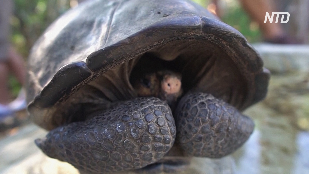 Учёные подтвердили, что вымерший вид черепах на Галапагосах не исчез