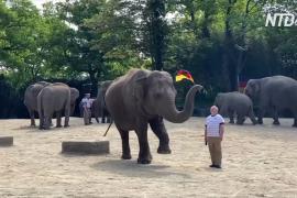 Слониха в немецком зоопарке предскажет победителя матча на чемпионате Европы