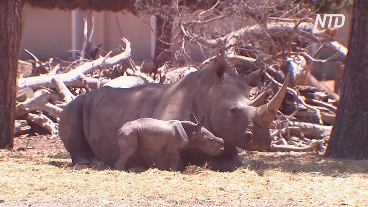 Детёныш южного белого носорога родился в израильском зоопарке