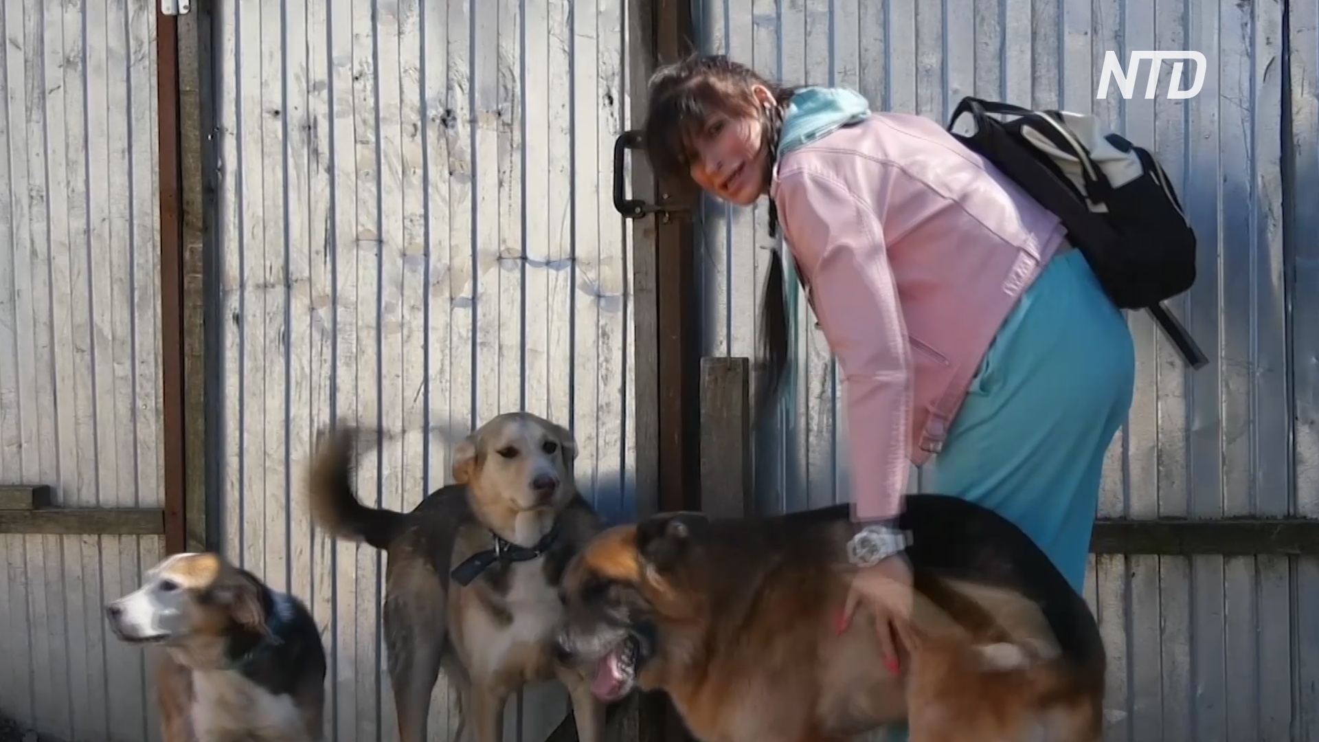 Без клеток и вольеров: петербургский приют создаёт домашнюю обстановку для собак-инвалидов