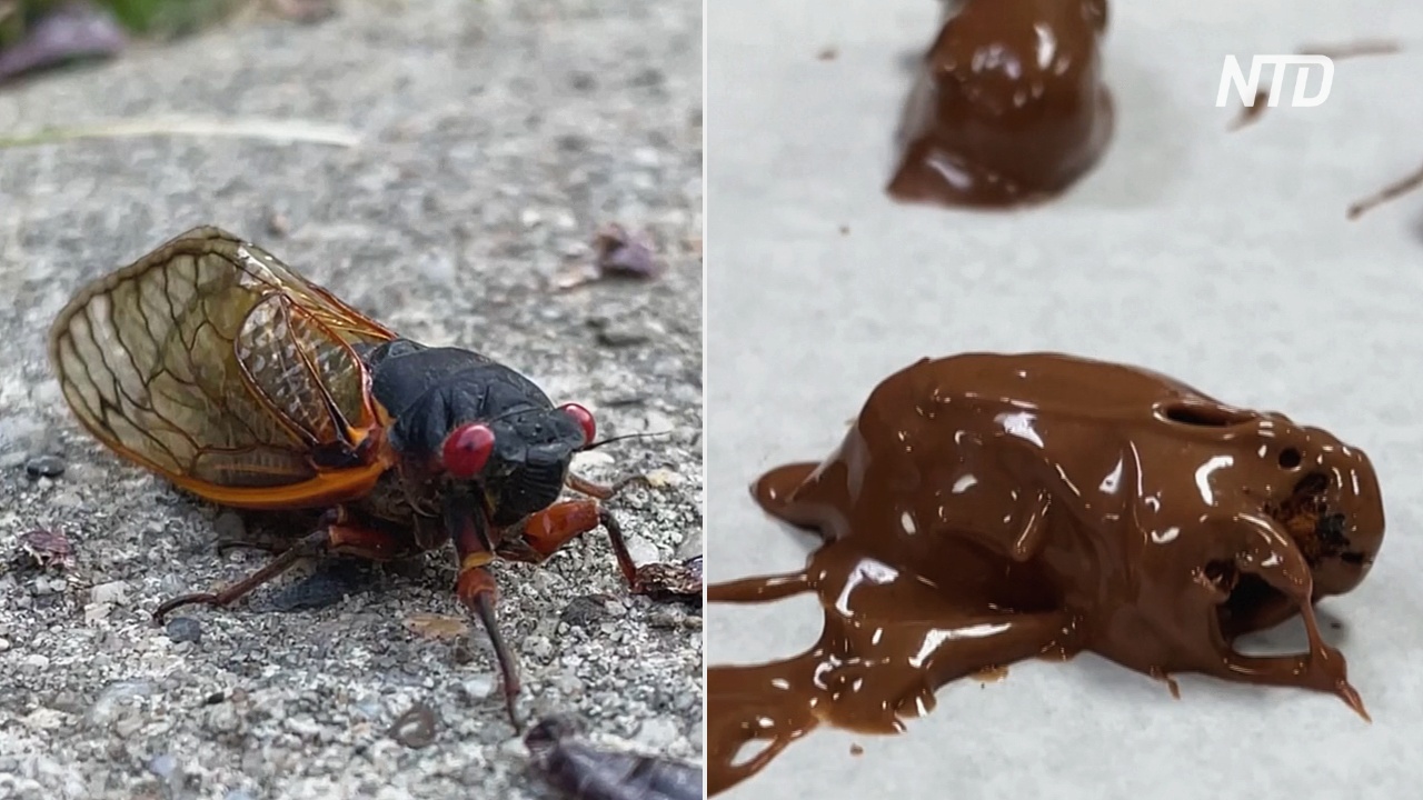 Цикады в шоколаде: кондитерская в США воспользовалась появлением миллиардов насекомых