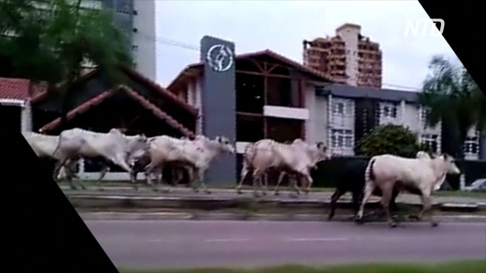 «Опасно для жизни»: сбежавшие коровы посеяли хаос в боливийском мегаполисе