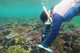 Индонезийка помогает восстановить умирающие коралловые рифы Бали