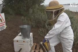 «Умные» ульи в Австралии отслеживают пчёл, заражённых опасным паразитом