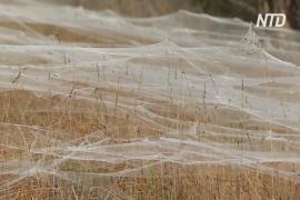 Австралийский штат Виктория опутала гигантская паутина