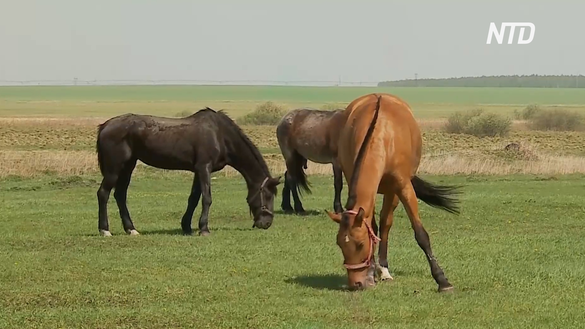 В России приют «Свобода» позволяет лошадям вести почти вольную жизнь