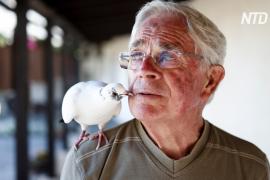 Дедушка и птица: секрет дружбы человека и голубя