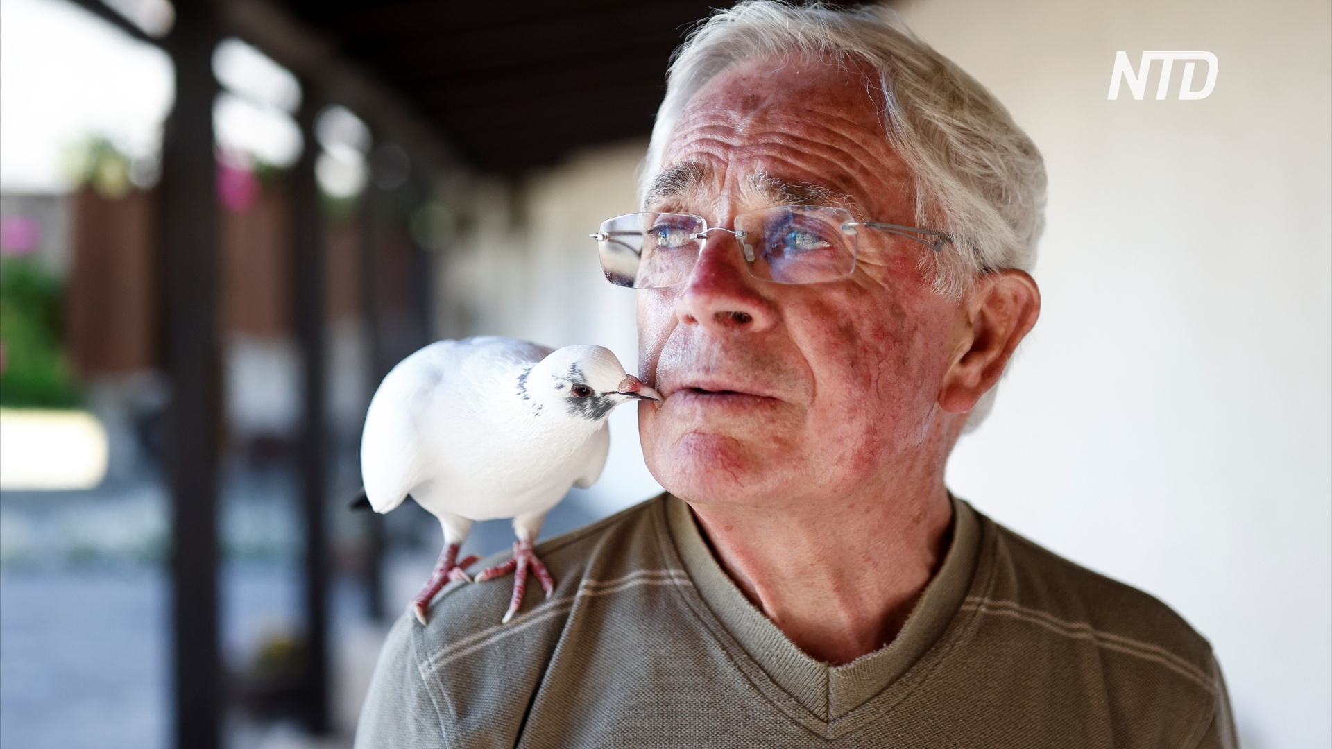 Дедушка и птица: секрет дружбы человека и голубя
