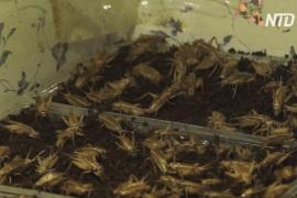 Сверчки во фритюре: кыргызский бизнесмен разводит насекомых на продажу
