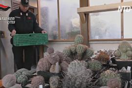Италия вернёт Чили сотни кактусов, вывезенных контрабандой