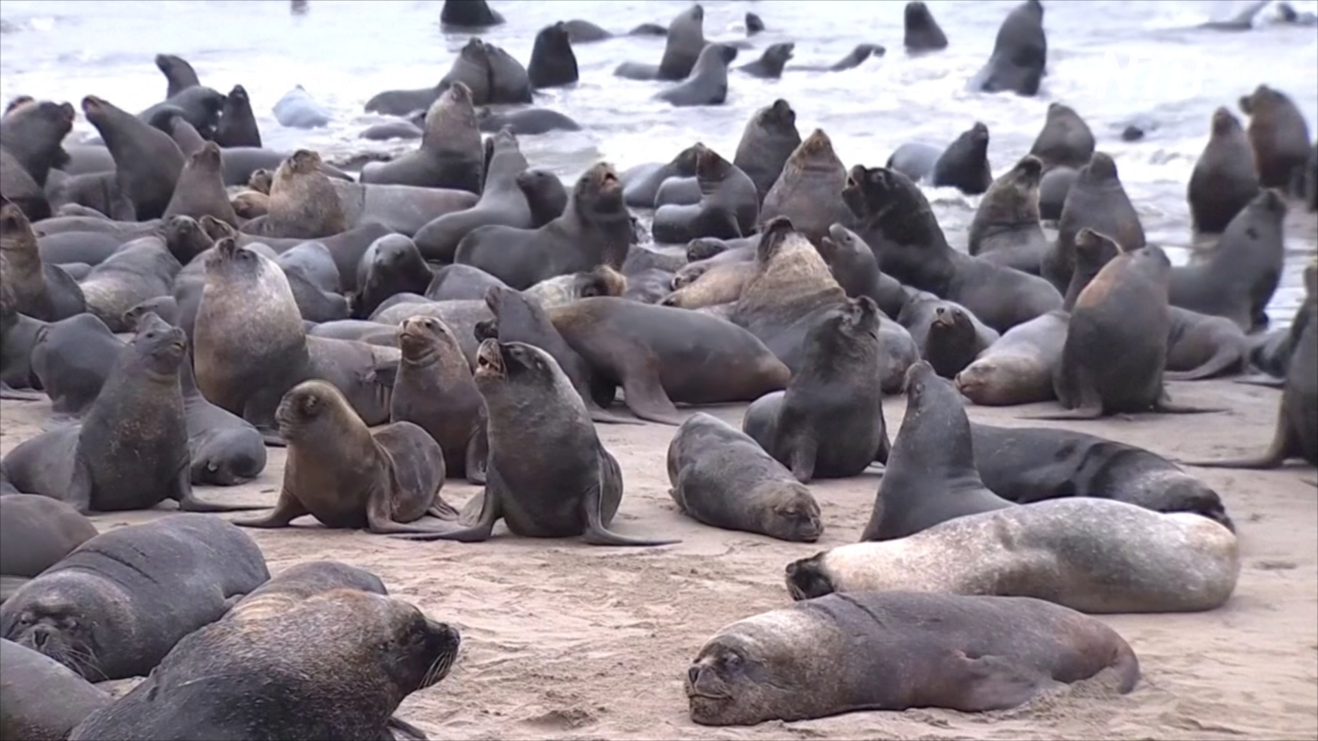 Сотни морских львов оккупировали побережье Чили, спасаясь от косаток