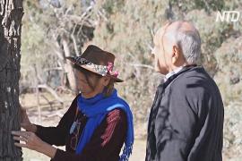 Австралийка сохраняет сандаловые деревья для будущих поколений