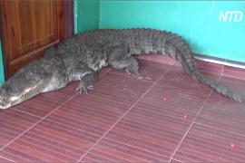 Крокодил на пороге: как на Шри-Ланке отлавливали трёхметровую рептилию