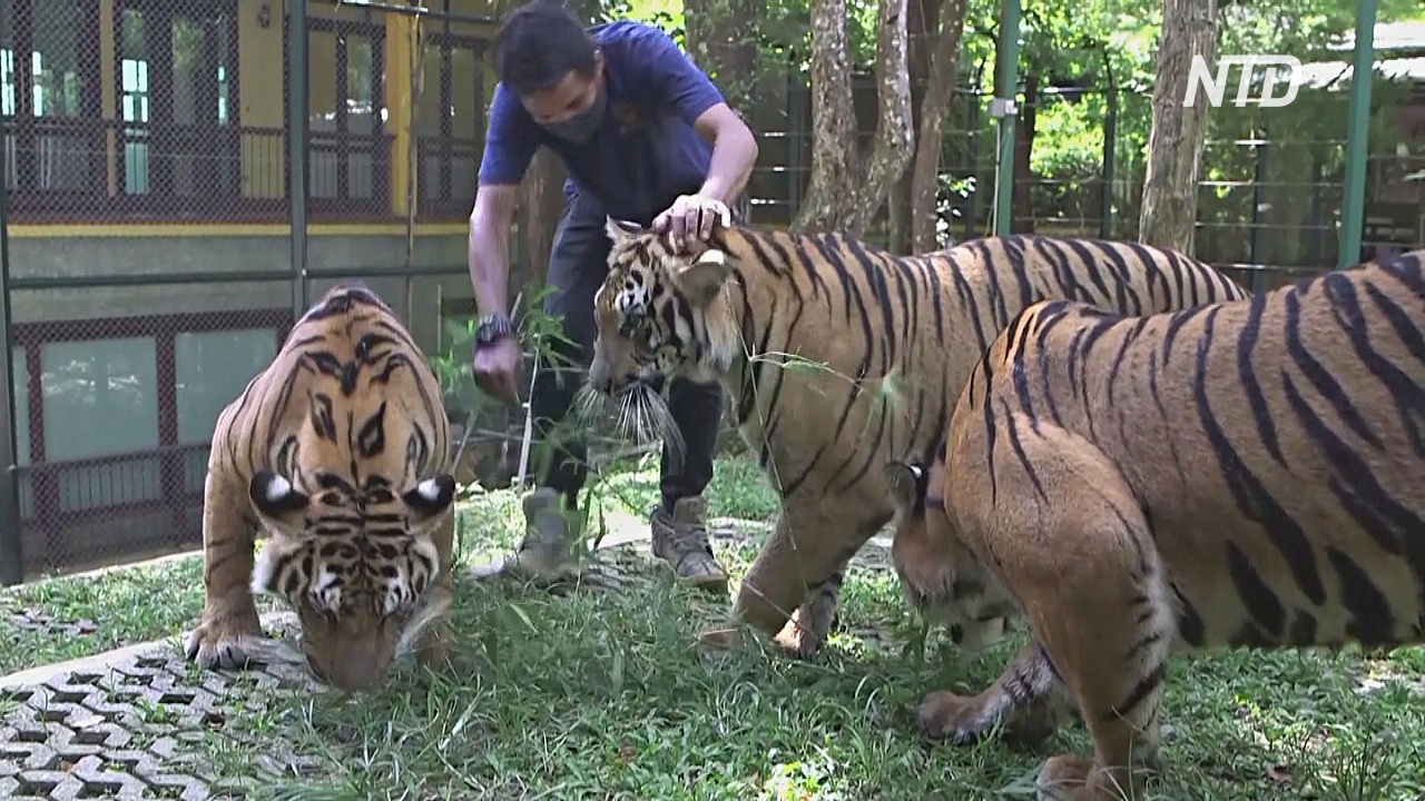 В тайское «Королевство тигров» возвращаются посетители