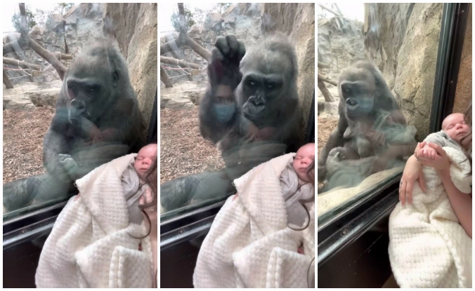 Встречу гориллы и мамы с грудным младенцем посмотрели более 4 млн раз