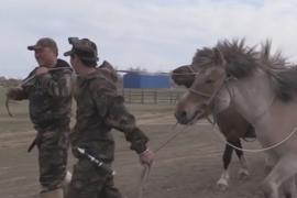 Двое якутов на конях проедут из Оймякона в Москву