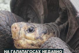 Вымерший 100 лет назад вид черепах снова нашли на Галапагосах