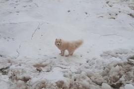 Как ледокол спасал собаку в арктических льдах