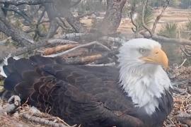 Птичий «Дом-2»: американцы следят за жизнью орланов