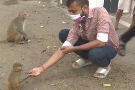 Подкормить обезьян: как индийцы помогают животным во время локдауна