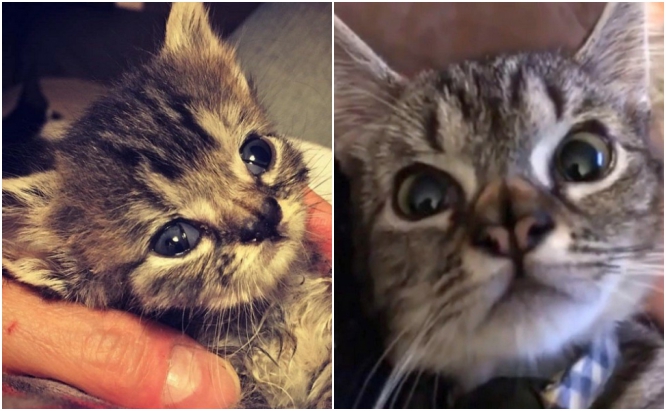 Как растёт котёнок с необычным носом