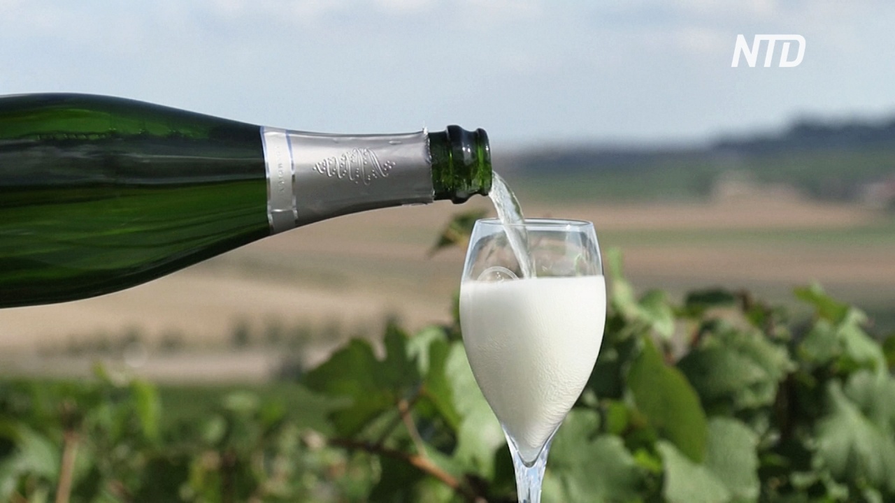 Французские виноделы раскритиковали новый российский закон о шампанском