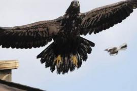 Птенец белоголового орлана всё же полетел