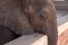 Кто спас слонёнка от депрессии