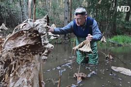 Австралиец научился общаться с лягушками и находить их в природе